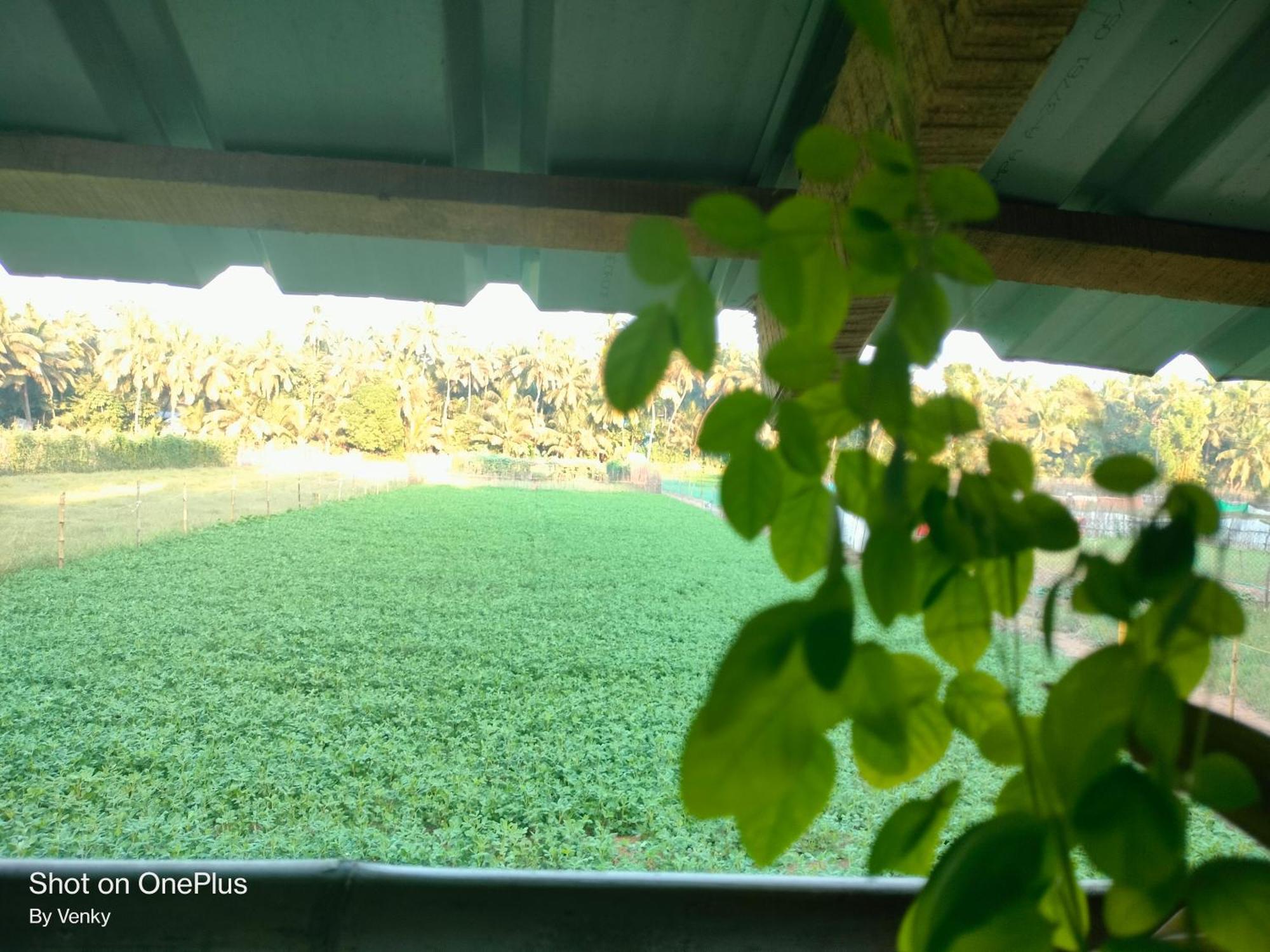 Ocean Sparrow Beach Stay Gokarna  Kamer foto